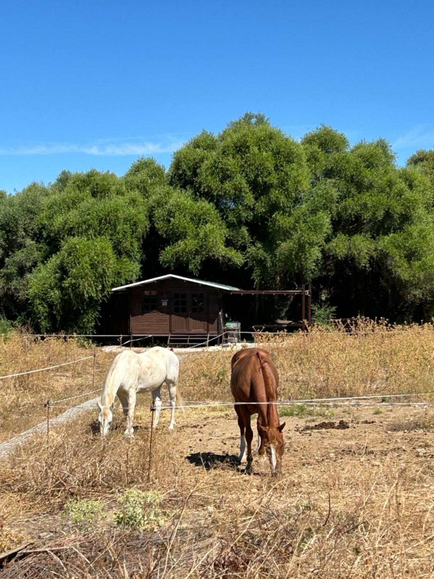 Cabana Rustica En Un Rancho Con Caballos, Prado Del Rey, Andalucia Exterior foto
